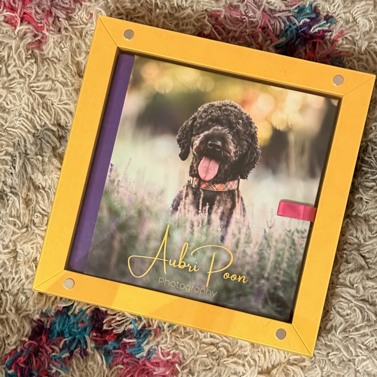 An album with a curly-coated dog on the cover, resting in a yellow presentation box