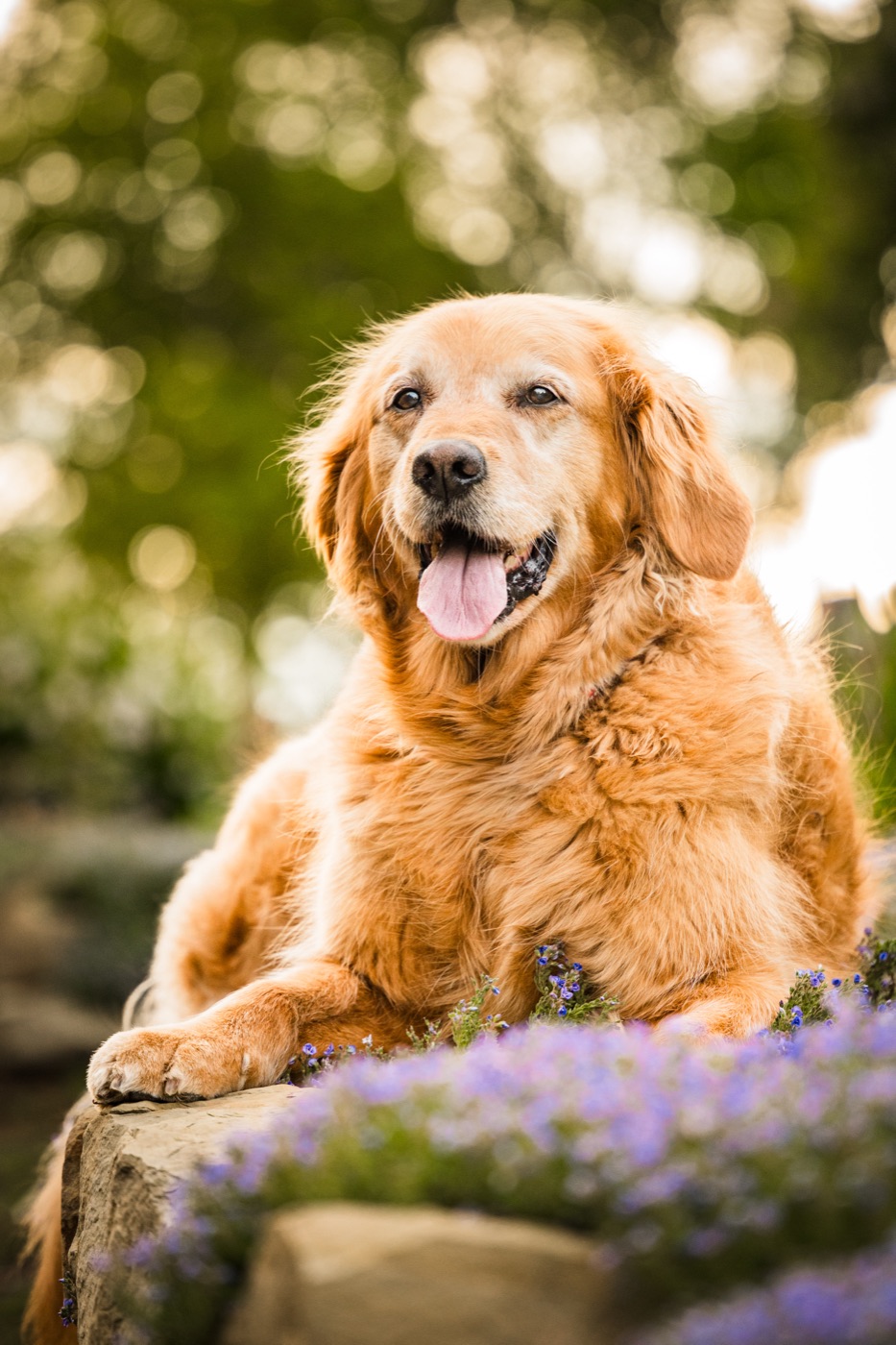 A smiling golden retriever lies on a rock among purple flowers