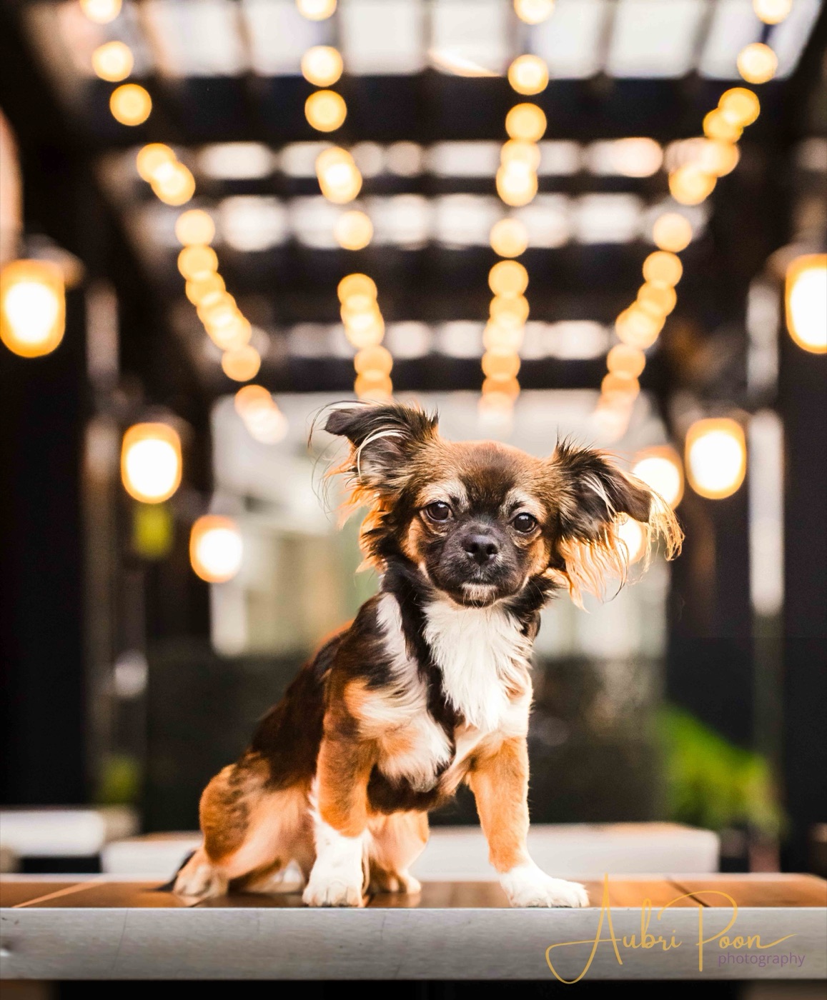 A small tricolour long-haired dog sits on a table under warm string lights, ears blowing in the breeze